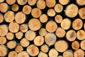 odkup lesa